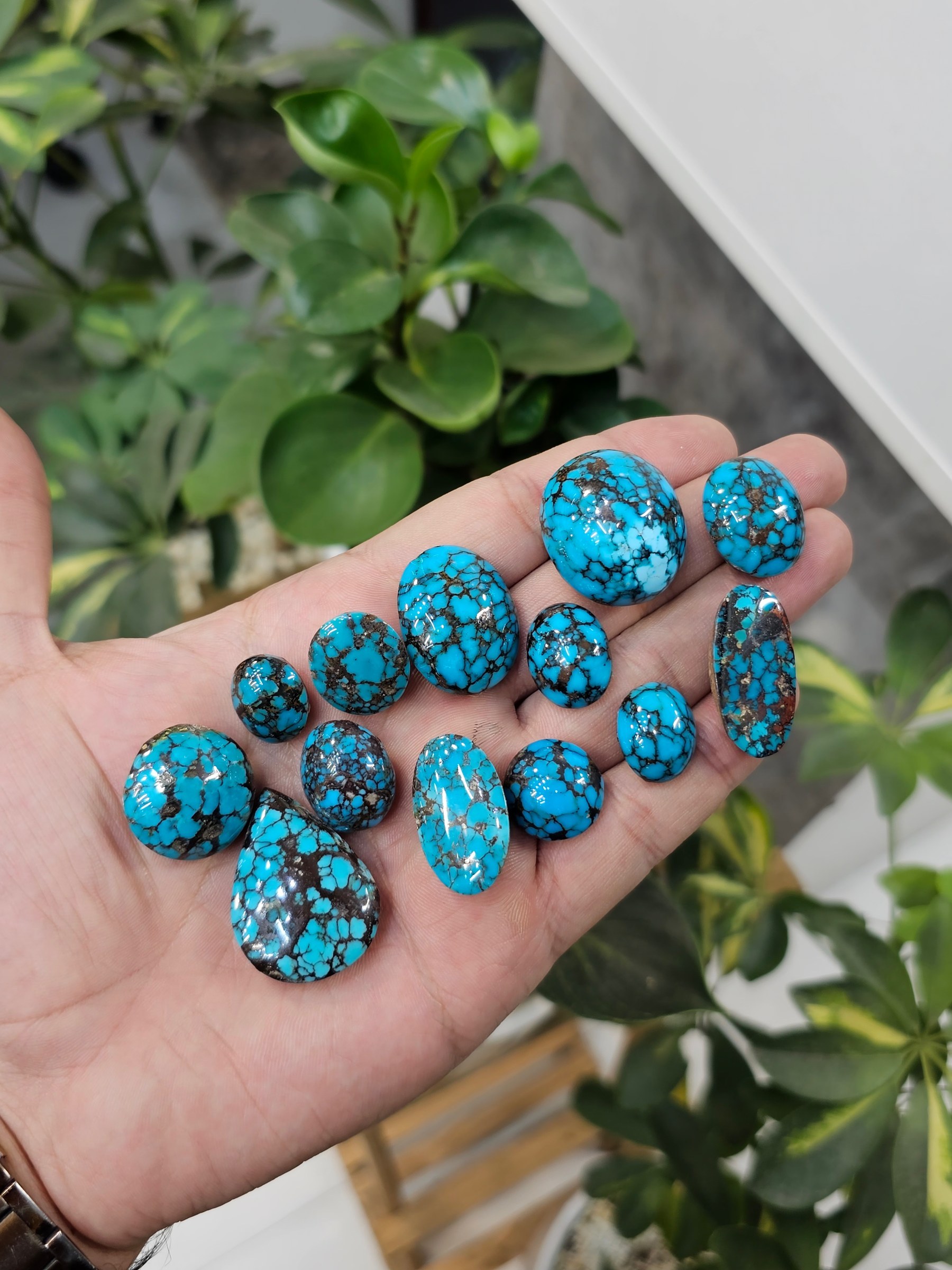 A hand holds a row of polished turquoise cabochons in blue with dark webbed and spiderweb matrix.