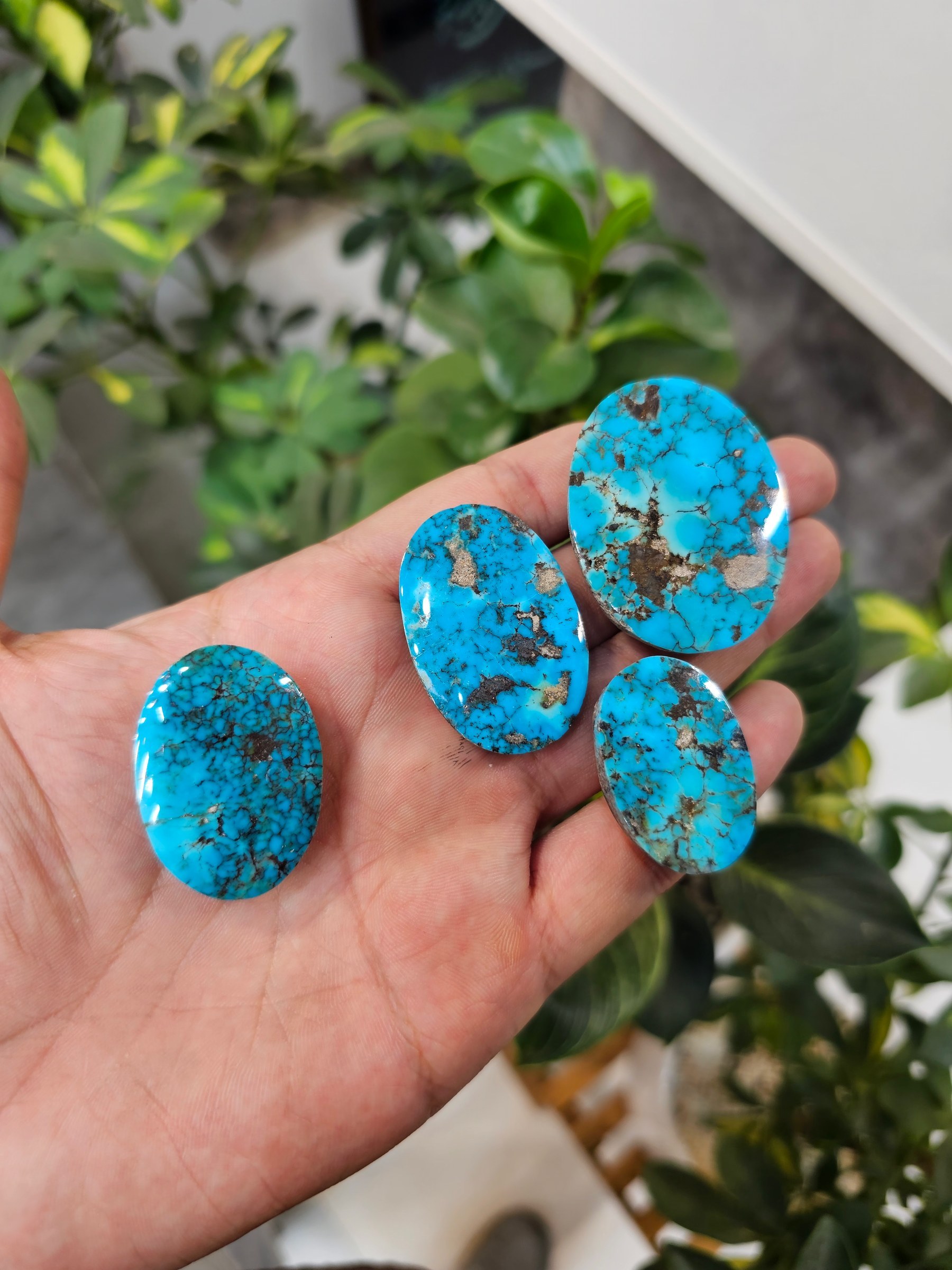 A hand holds four polished turquoise cabochons in blue with strong dark webbed matrix.