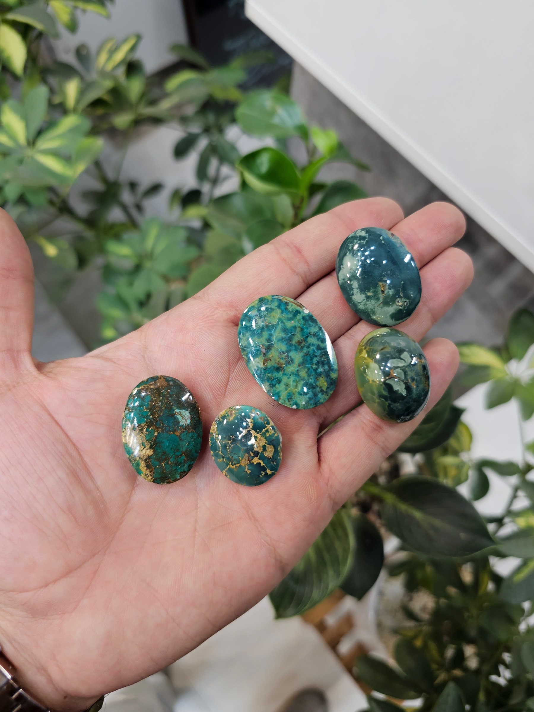 A hand holds four polished turquoise cabochons in dark green and brown host matrix.
