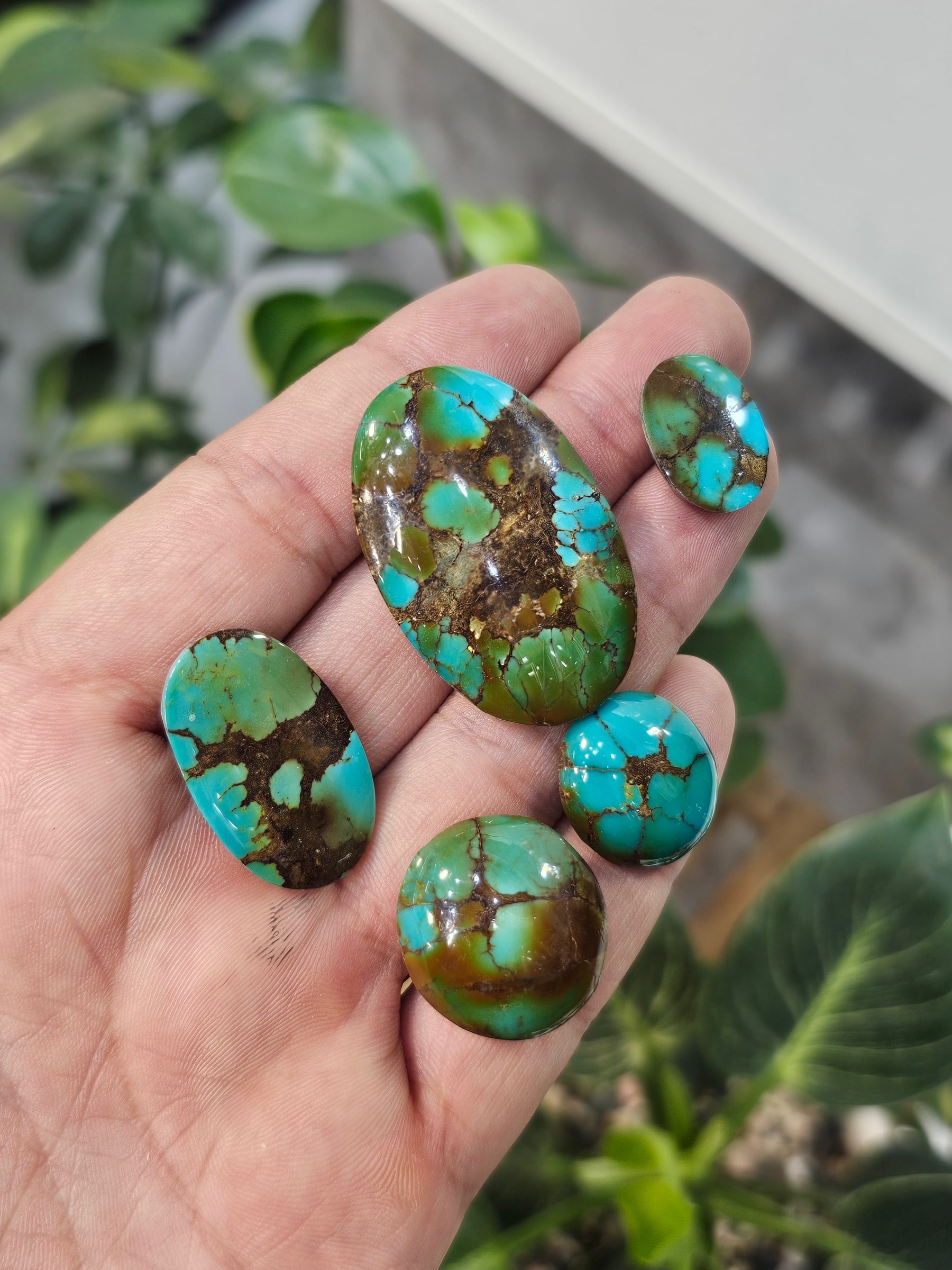 A hand holds polished turquoise cabochons in green-brown tones with heavy brown matrix veining.