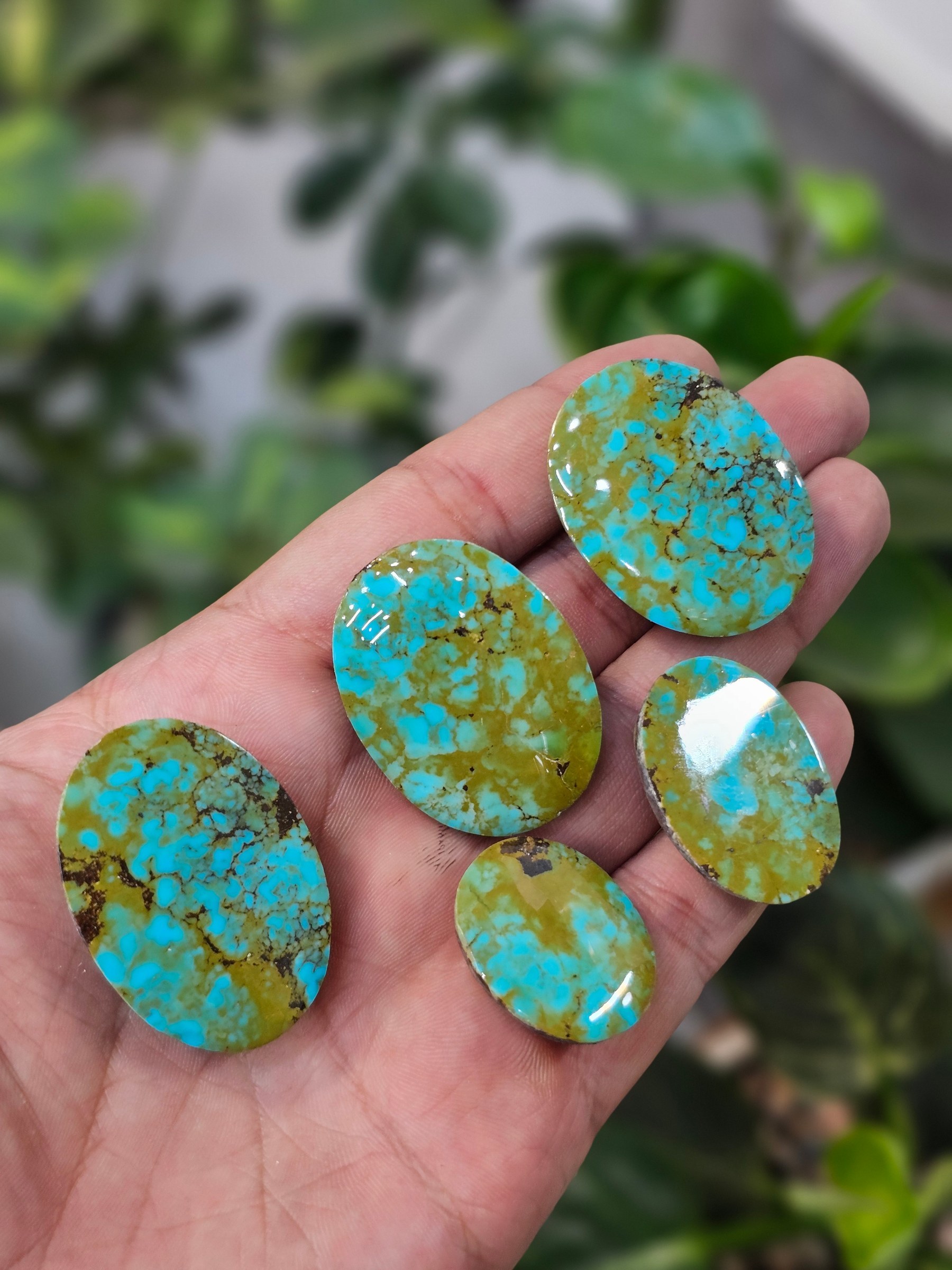 A hand holds polished turquoise cabochons in blue-green tones with green and brown matrix.