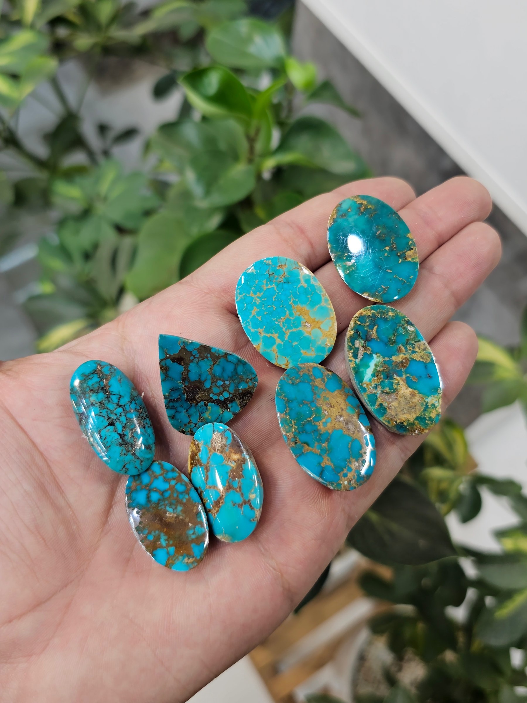 A hand holds polished turquoise cabochons in blue with heavy brown host matrix.