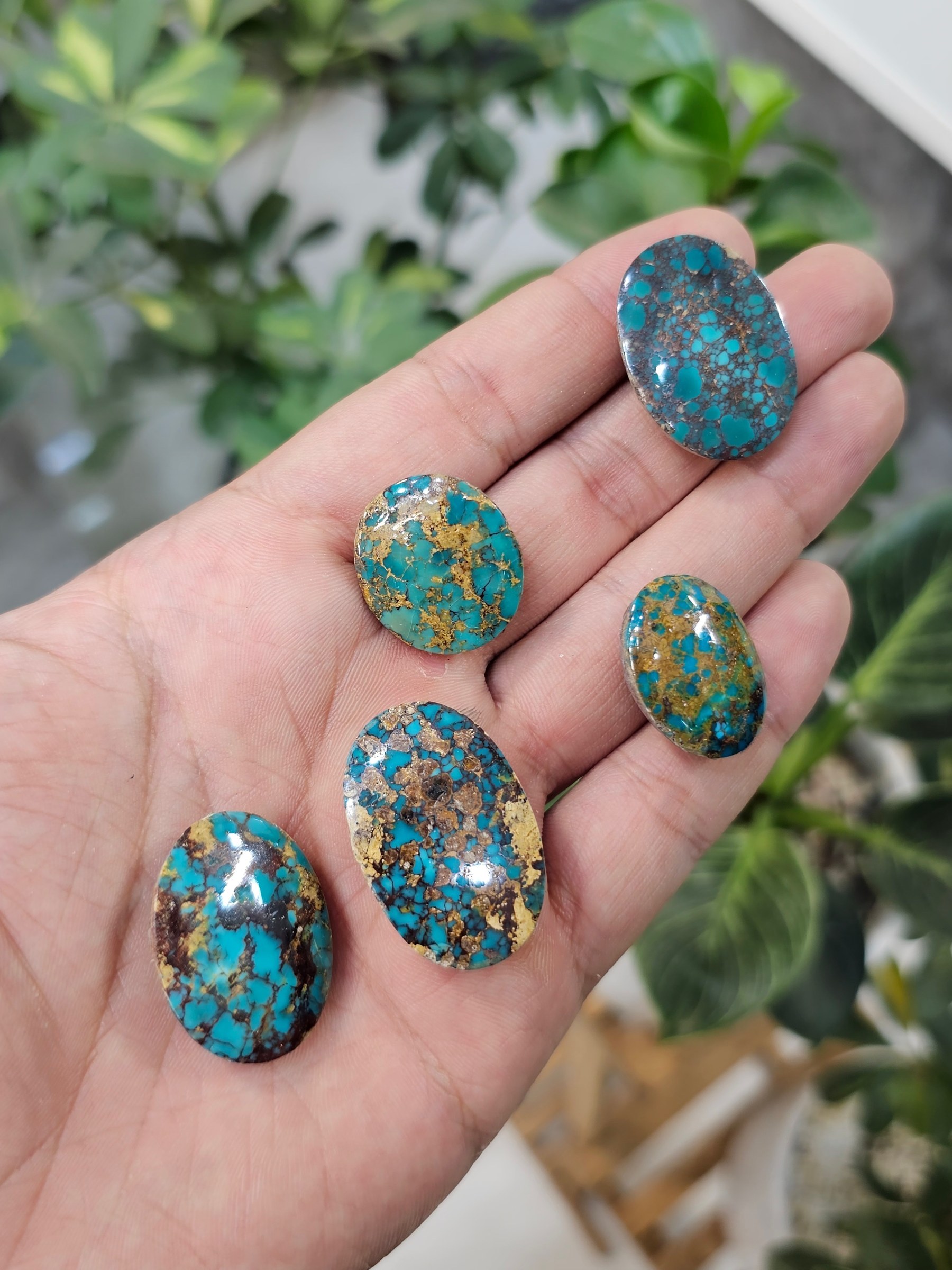 A hand holds polished oval turquoise cabochons in blue with strong brown matrix.